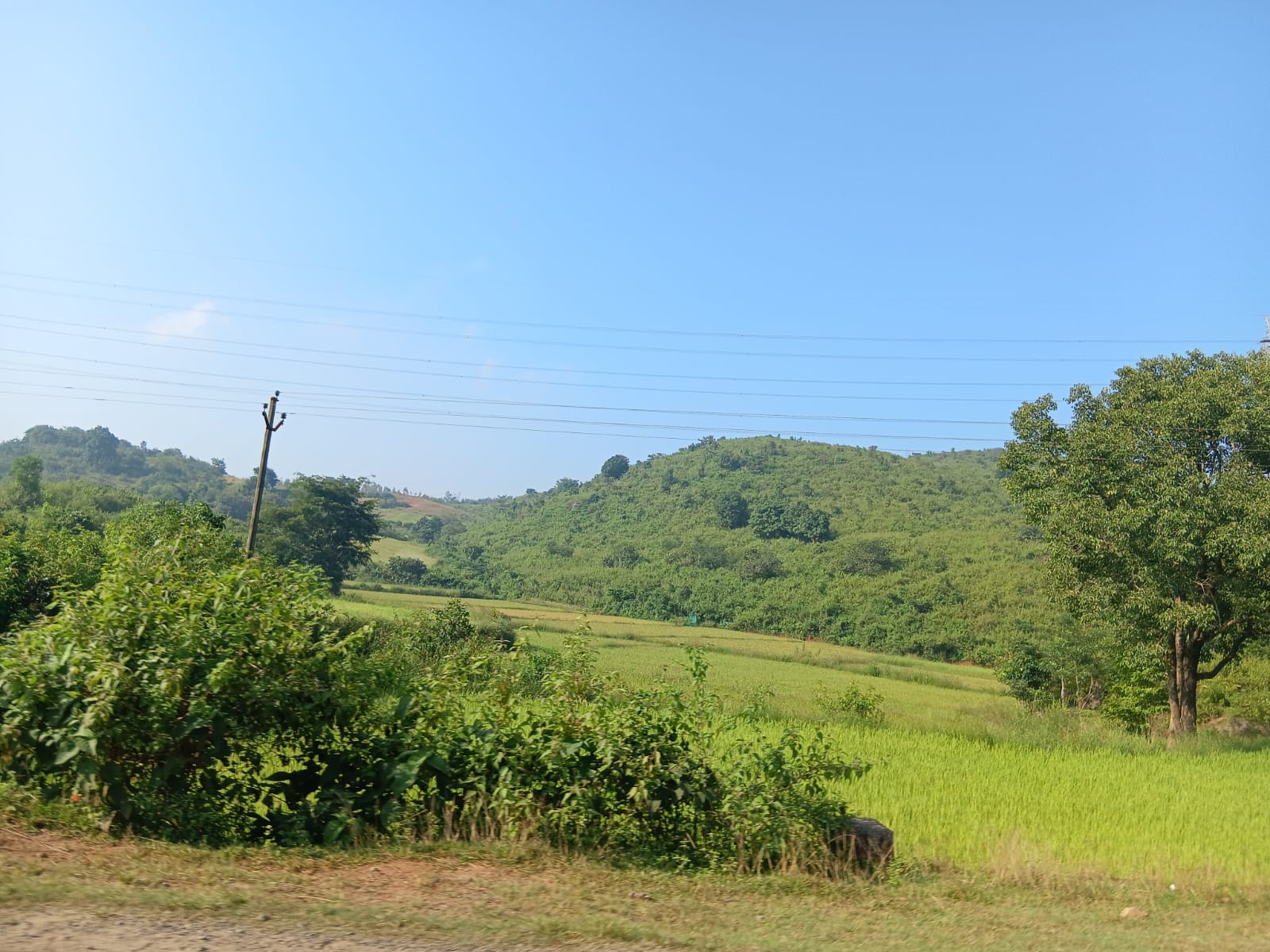 Field Photo
