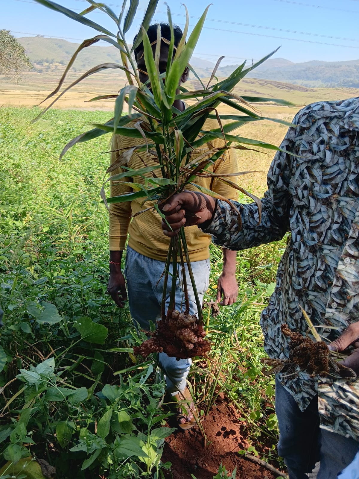 Field Photo