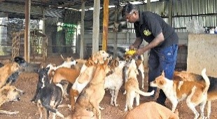 ANIMAL CARE: STRAY ANIMAL RESCUE, REHABILITATION & SHELTER Overview Image 3
