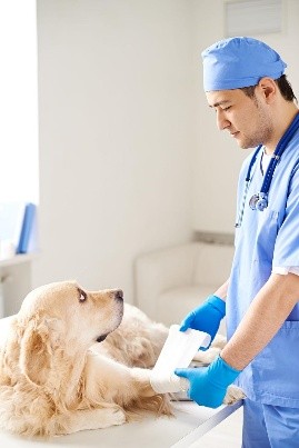 ANIMAL CARE: STRAY ANIMAL RESCUE, REHABILITATION & SHELTER Overview Image 2