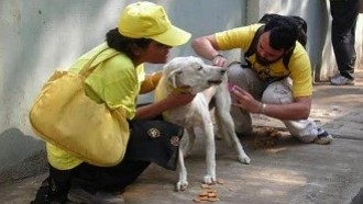 ANIMAL CARE: STRAY ANIMAL RESCUE, REHABILITATION & SHELTER Overview Image 1